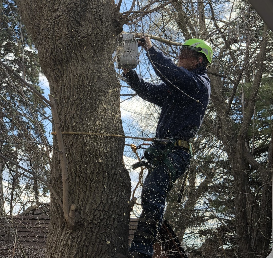 Photo of a man removing hazardous branches of the tree