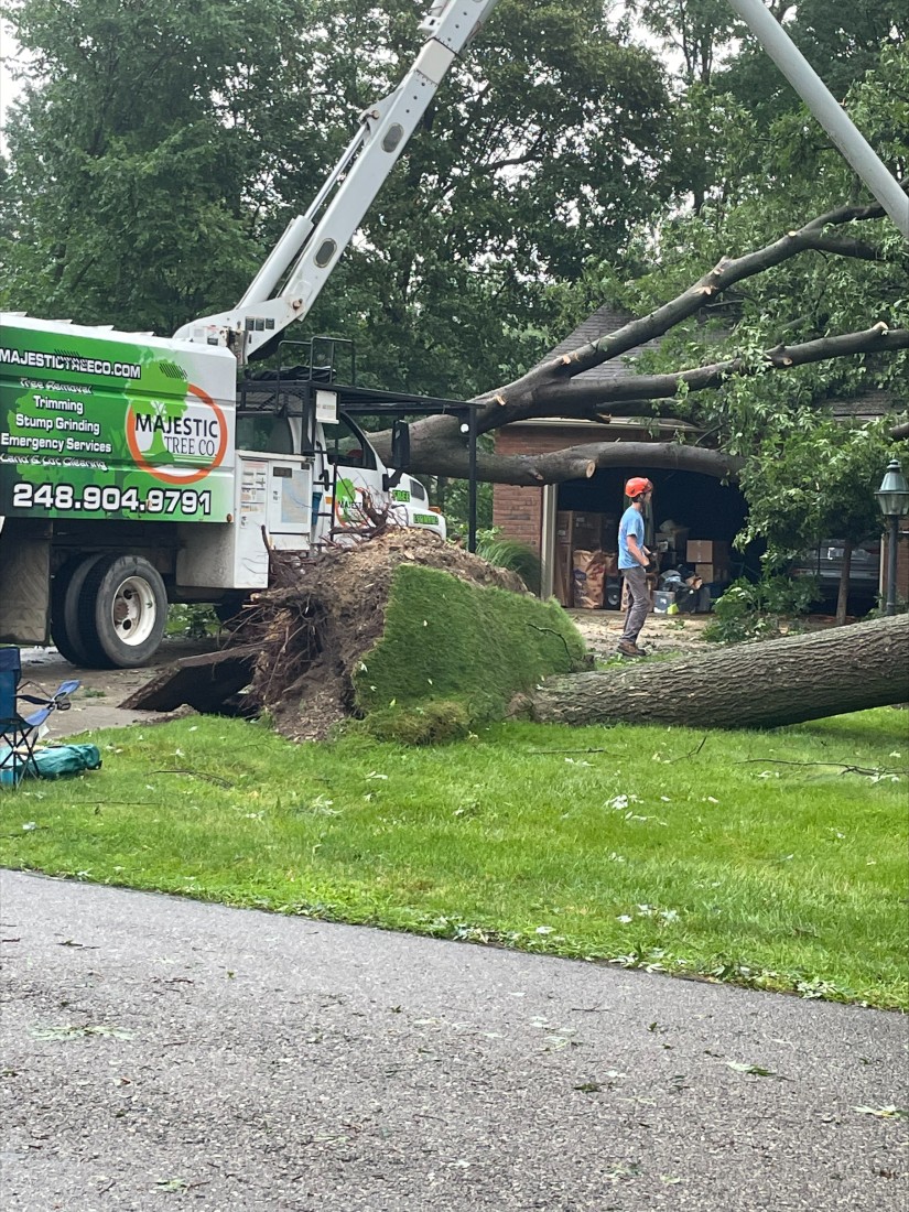 Photo of a tree removal