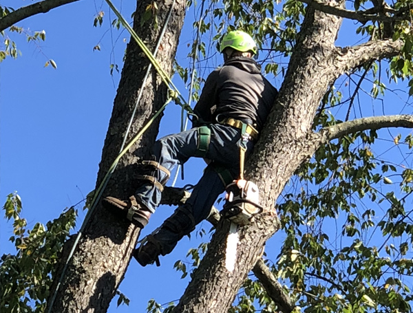 Emergency Tree Cleanup Service: Highland | Majestic Tree Co - tree-service-6-600