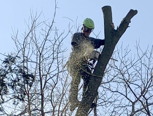 Local tree expert from Majestic Tree Company cutting tree branches in Oakland County, MI 