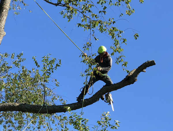 Photo of a man on the tree holding a safety rope.
