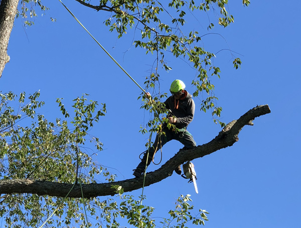 Tree trimming service by Majestic Tree Company in Oakland County, MI