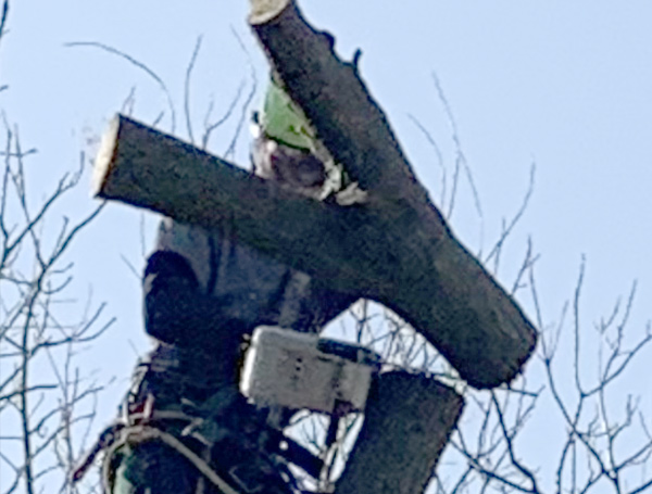 Emergency Tree Cleanup Service: Highland | Majestic Tree Co - tree-service3-600
