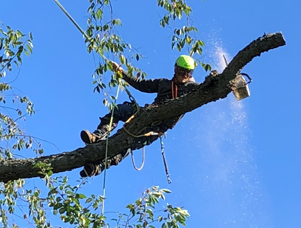 Photo of a man cutting a tree