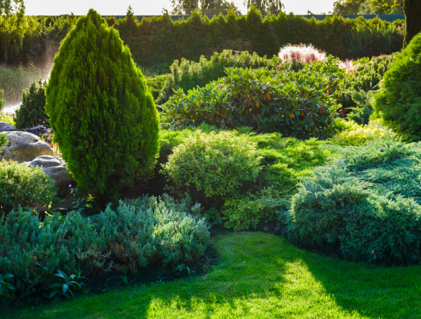 Photo of a different plants